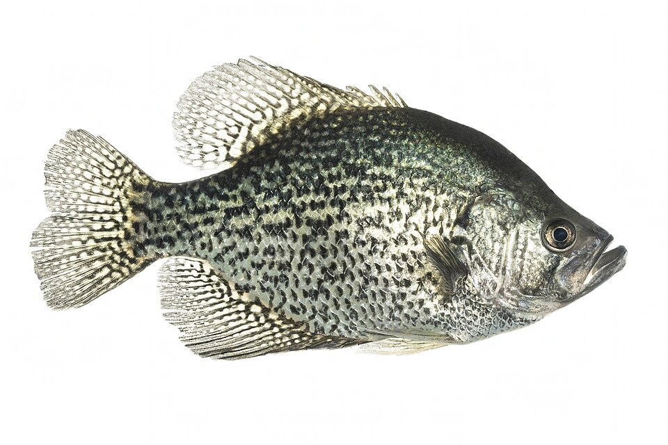 Black crappie