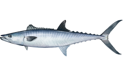 King mackerel