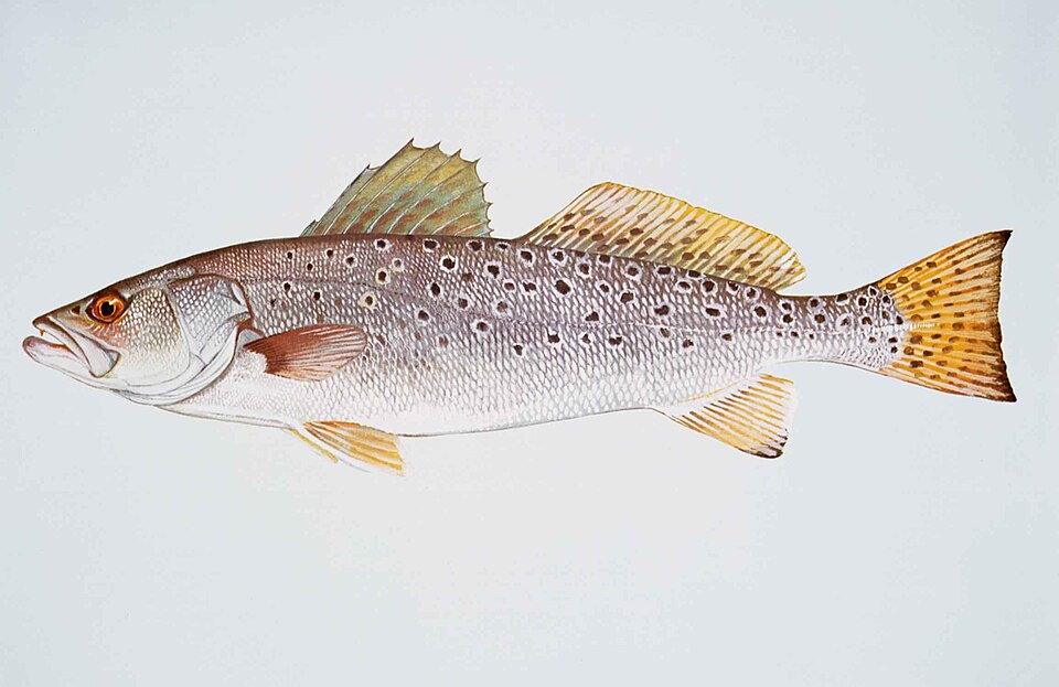 Spotted seatrout